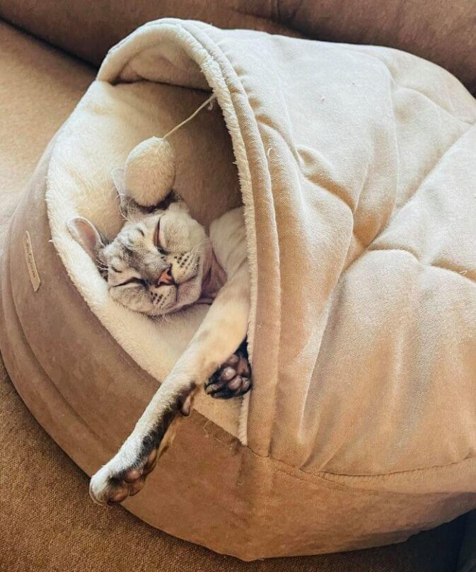 Cute cat cave bed, Cocoa - cream