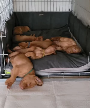 Dog cage bedding