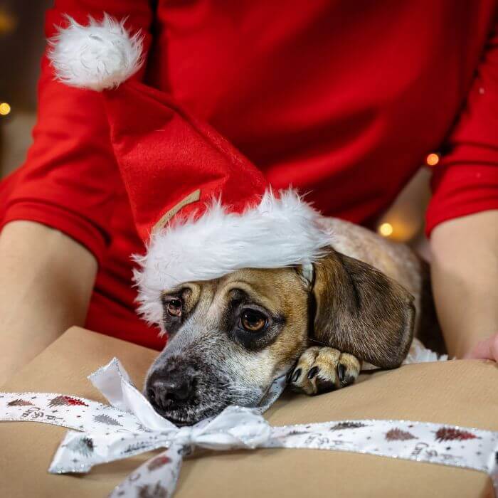 Kalėdinė kepurė šunims
