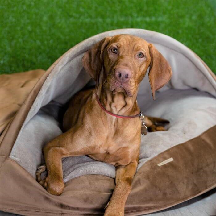 Luxury large calming dog cave bed, Ginger